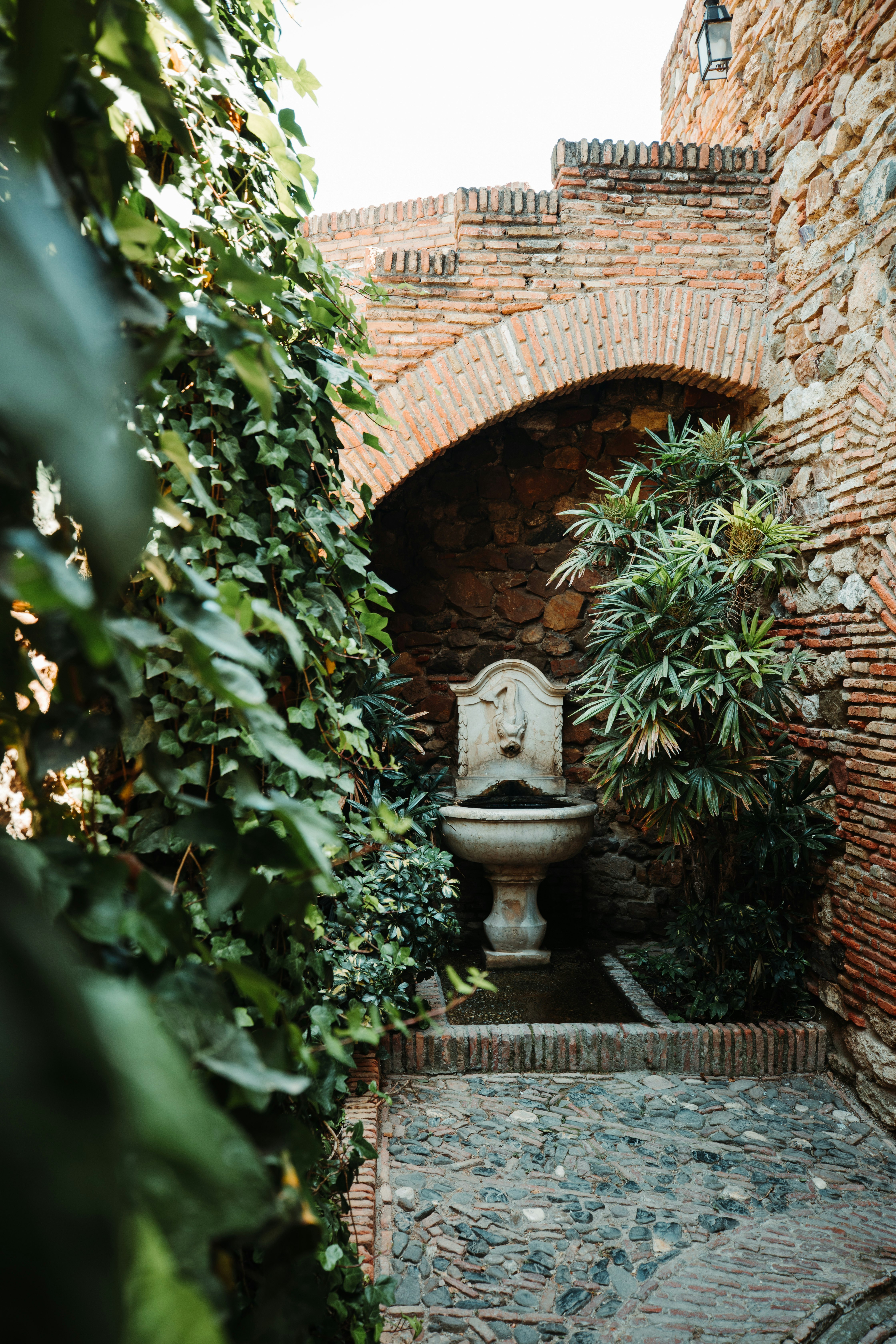 plant beside brick building